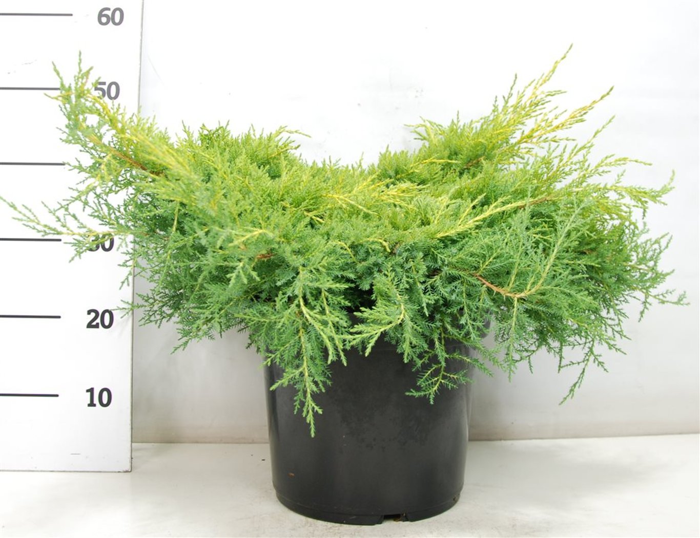 Juniperus pf. 'Gold Star' - C12 50-60 CM